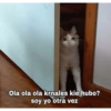 Gatetos 2 19