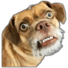 🐾Perritos reacciones🐶🐕 17