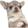 Funny pets 20
