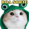 GATINHOS SIMPÁTICOS 😻 12