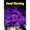 Good Morning 25