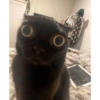 Gatito negro 5