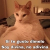 Si te gusto dímelo Soy divina, no adivina
