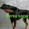 Perra sapa