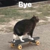 🐱🐾🐈 Cats lV  🐈🐾🐱 15