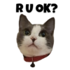 Michi the cat 16
