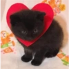 Cats random Vol. 2 15