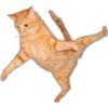 Funny pets 15