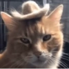 🐱🐾🐈 Cats lV  🐈🐾🐱 17