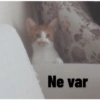 Kedi/Cat Turkish 16