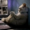 🐱🐾🐈 Cats lV  🐈🐾🐱 25