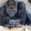 Goril 21