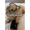Homophobic dog 8