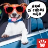 Mi Copiloto Perrón 12