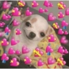 PARA O CRUSH(A) 11