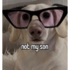 Homophobic dog 28