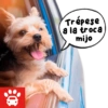 Mi Copiloto Perrón 10