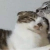 Cats random Vol. 2 29