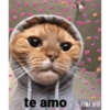 Gatinhos apaixonados fofos 10