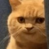 😻 GATITOS INFALTABLES 😻 9