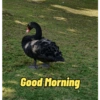Good Morning 19