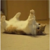 Cats random Vol. 2 10