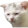 Funny pets 12