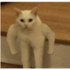 Gatinhos apaixonados fofos 19