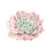 Cactus y suculentas aesthetic 14