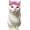 Gatitos 18