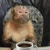 MACAQUINHOS REAÇÕES🐒 8