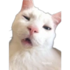 Gatitos 14