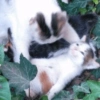 ANIMALES DIVERTIDOS 25