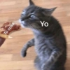 Michis con frases UwU🐱🍭🍨 26