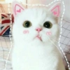 Gatitos tiernos :3 10
