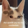 Michis con frases UwU🐱🍭🍨 25