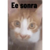 Kedi/Cat Turkish 17