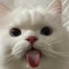 😻 GATITOS INFALTABLES 😻 7