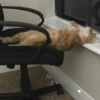 🐱🐾🐈 Cats lV  🐈🐾🐱 23