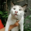 Reacciones Gatitos 15 21
