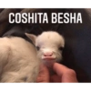 Memes para contestar 5 13