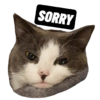 Michi the cat 22