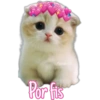 Gatitos 16