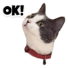 Michi the cat 21