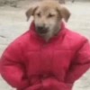 😜 ANIMALITOS GRACIOSOS 😜 10