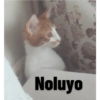 Kedi/Cat Turkish 18