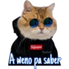 Gatitos 22