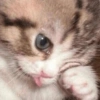 🐱🐾🐈 Cats lV  🐈🐾🐱 24