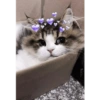 Gatitos tiernos :3 21