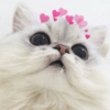 Gatinhos apaixonados fofos 15